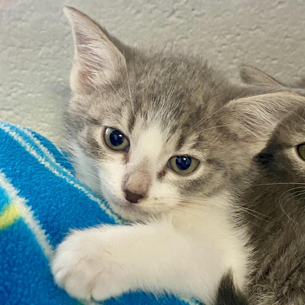Enlarge Moira "Missy", a Adoptable Domestic Short Hair in Huntsville, AL image 2/4