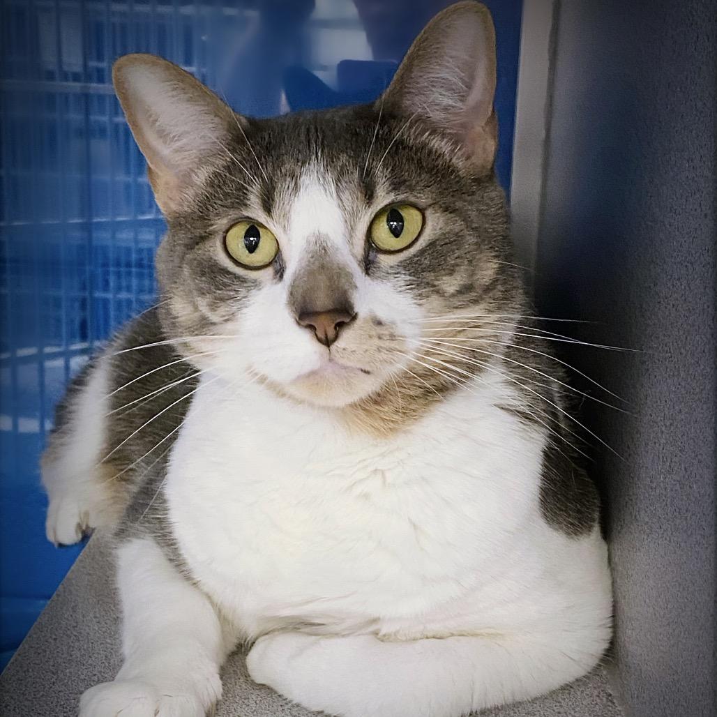 Enlarge Moira "Missy", a Adoptable Domestic Short Hair in Huntsville, AL image 3/4