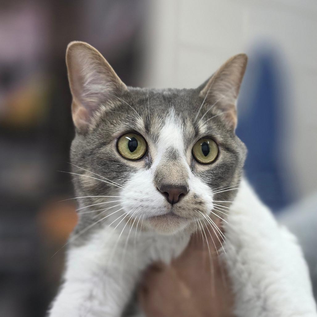 Enlarge Moira "Missy", a Adoptable Domestic Short Hair in Huntsville, AL image 4/4