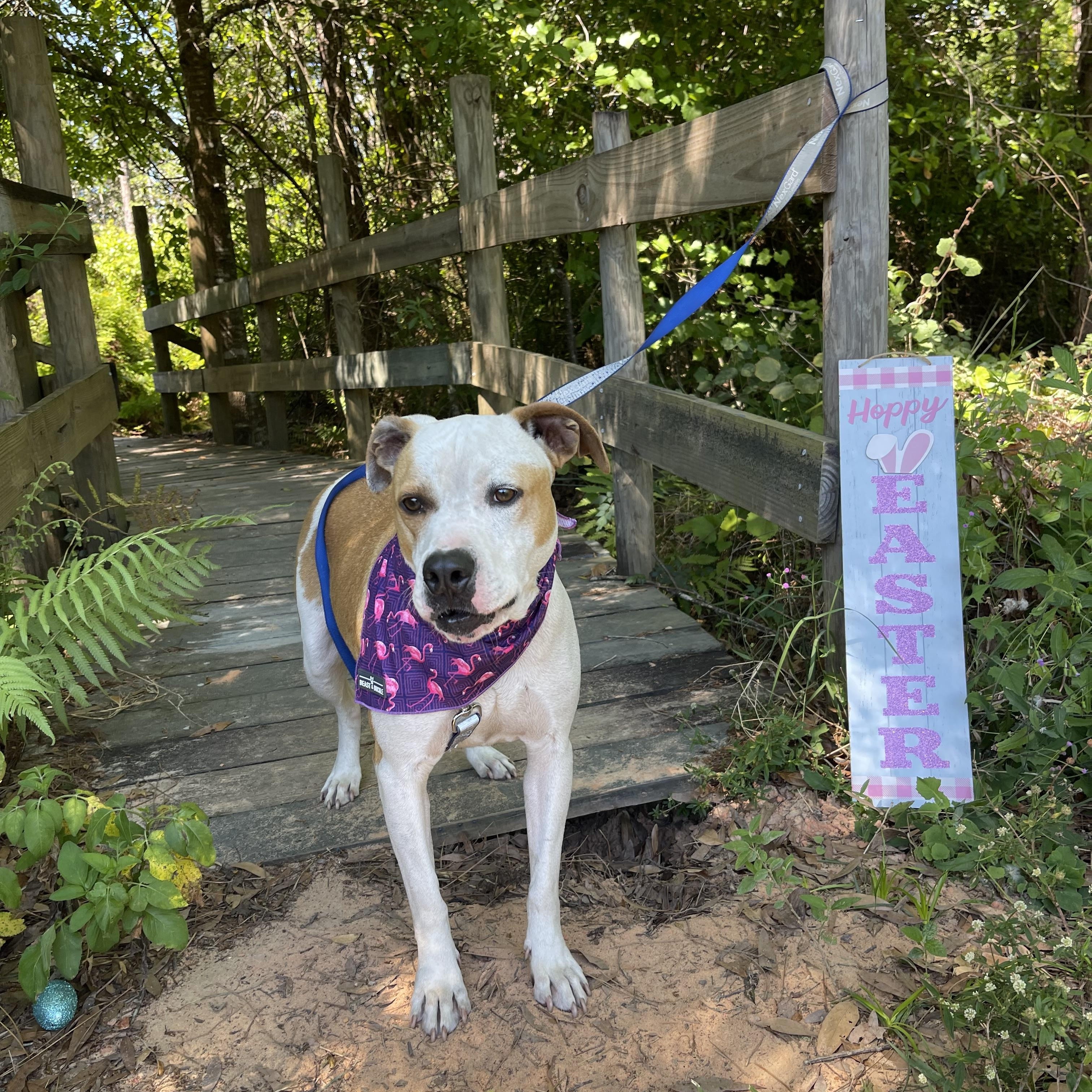 Crusoe, a Adoptable mixed breed in Sebring, FL image 3/5