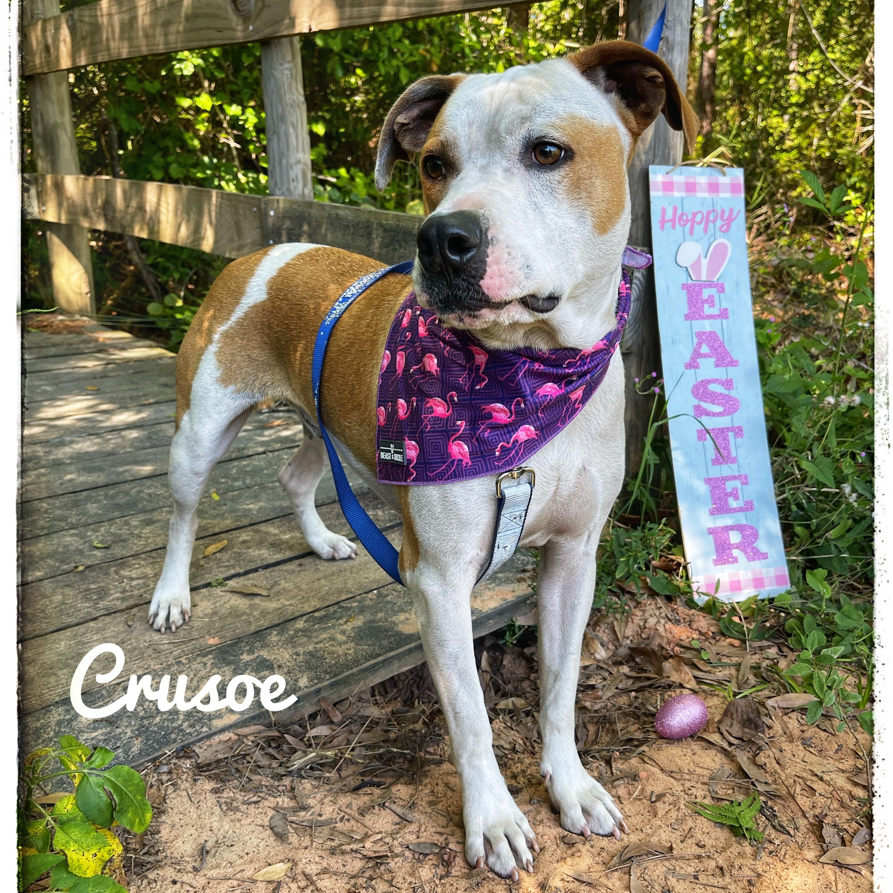 Crusoe, a Adoptable mixed breed in Sebring, FL image 1/5