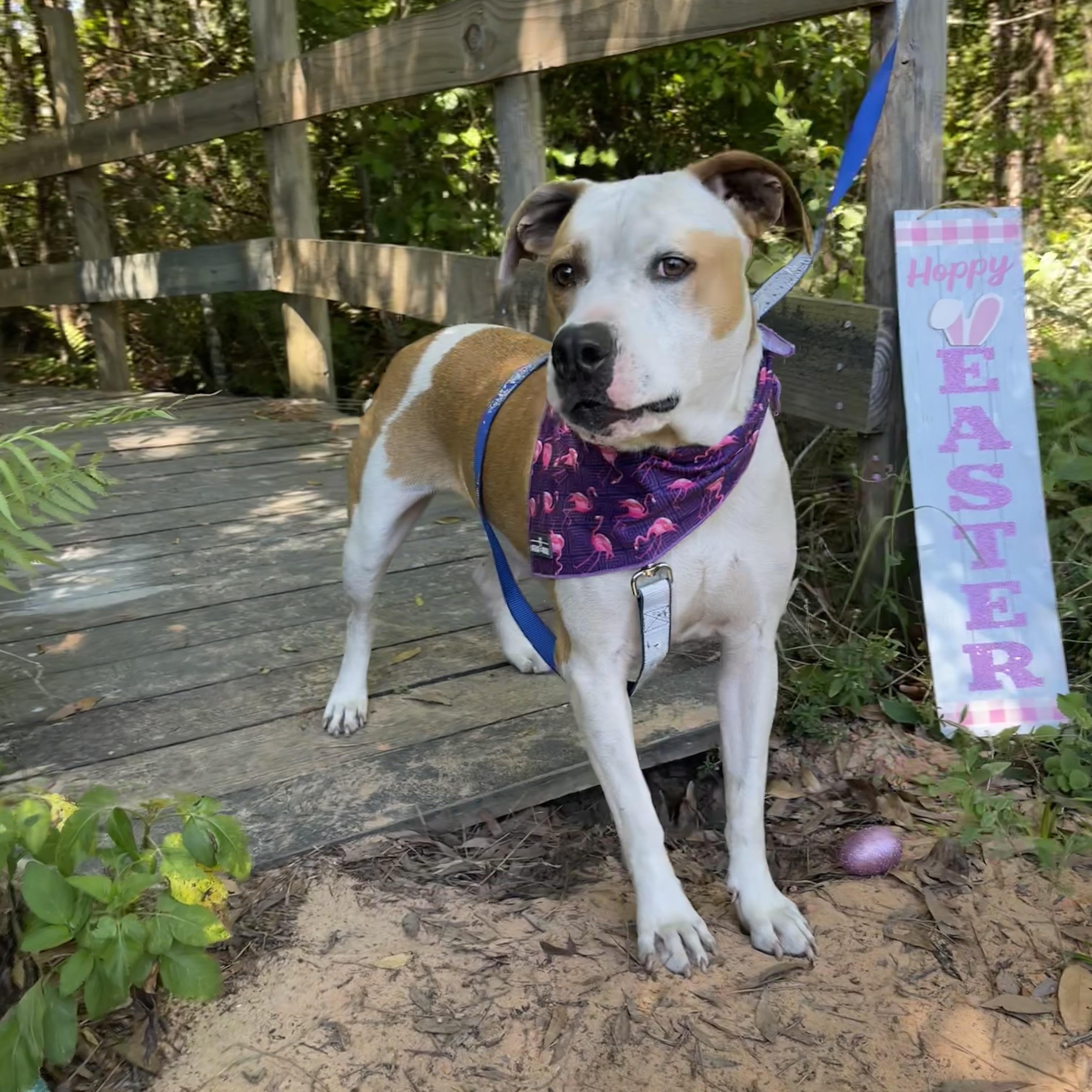 Crusoe, a Adoptable mixed breed in Sebring, FL image 4/5