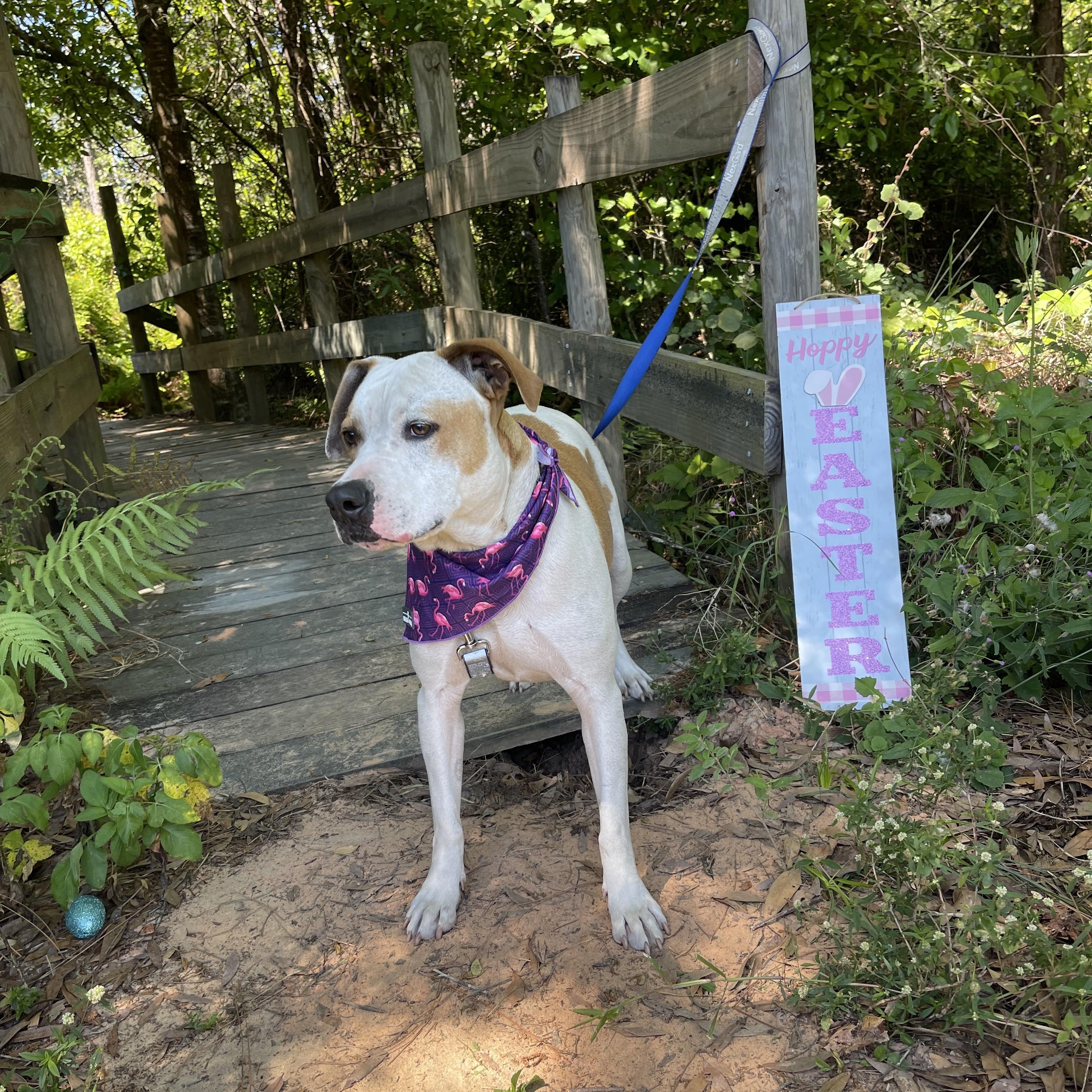 Crusoe, a Adoptable mixed breed in Sebring, FL image 5/5