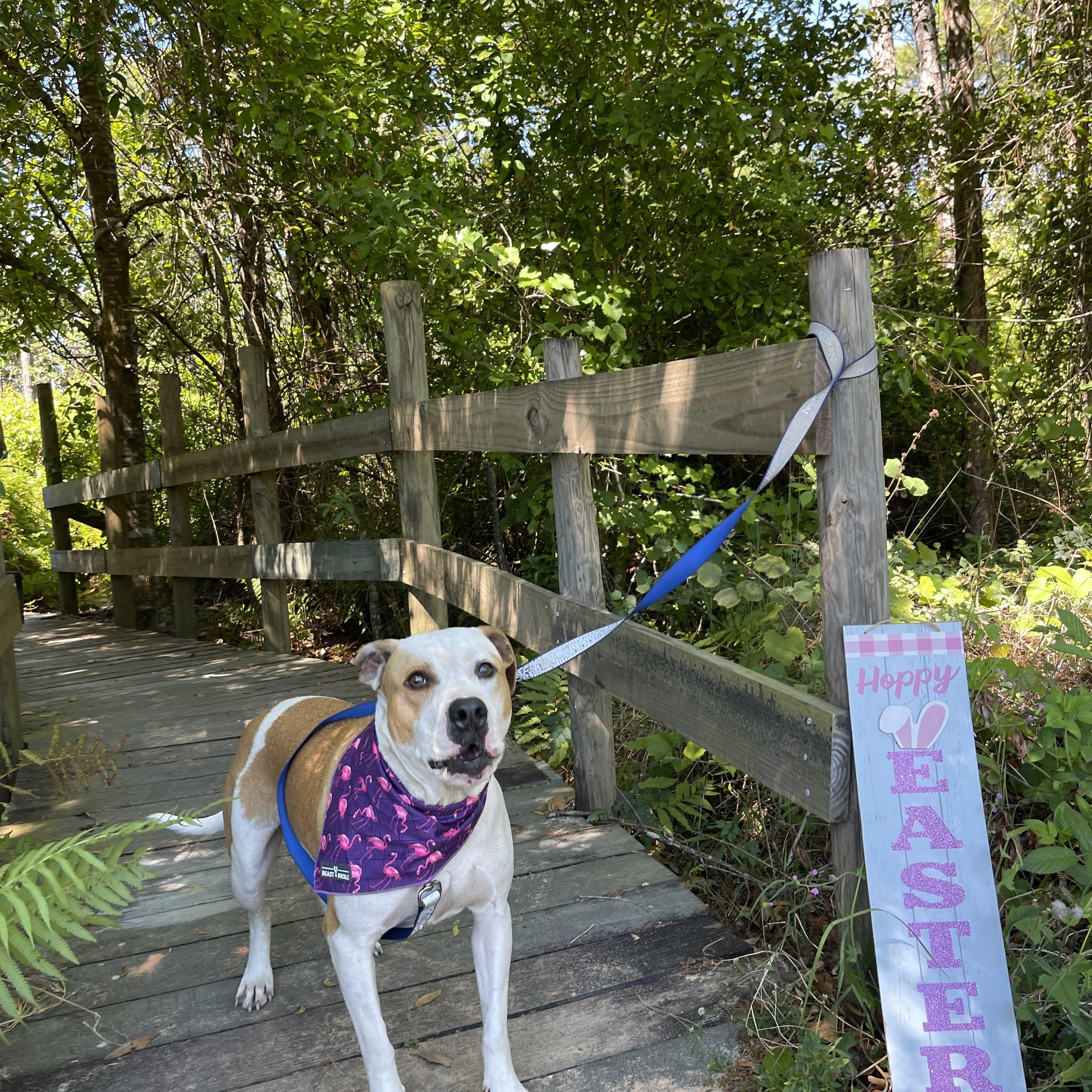 Crusoe, a Adoptable mixed breed in Sebring, FL image 2/5