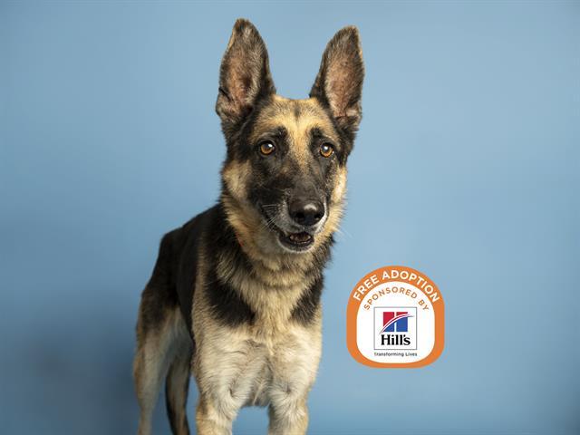 Enlarge MICKEY, a Adoptable German Shepherd Dog in Phoenix, AZ image 1/1