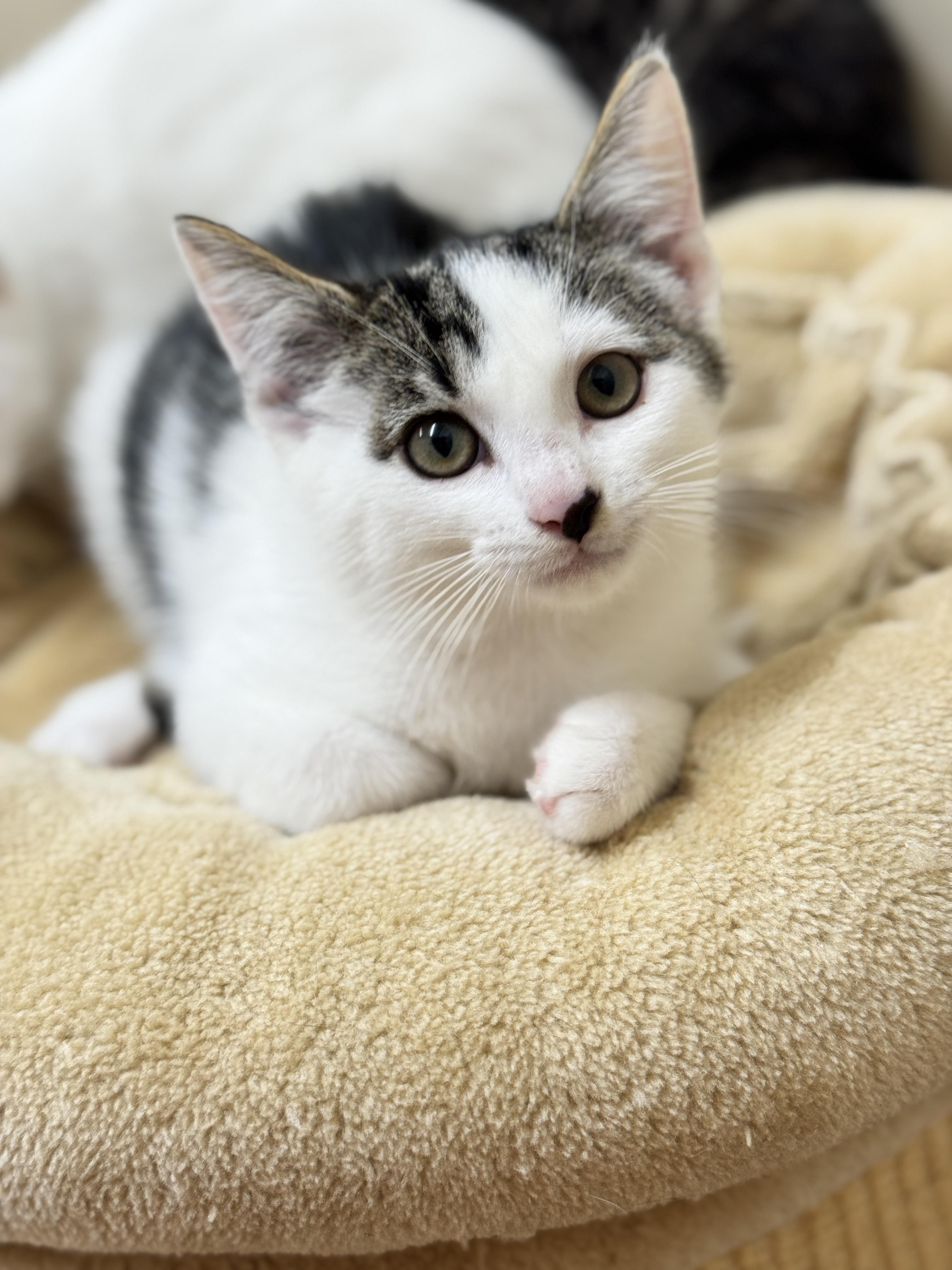 Chickadee, Adoptable, Kitten Male Domestic Short Hair.