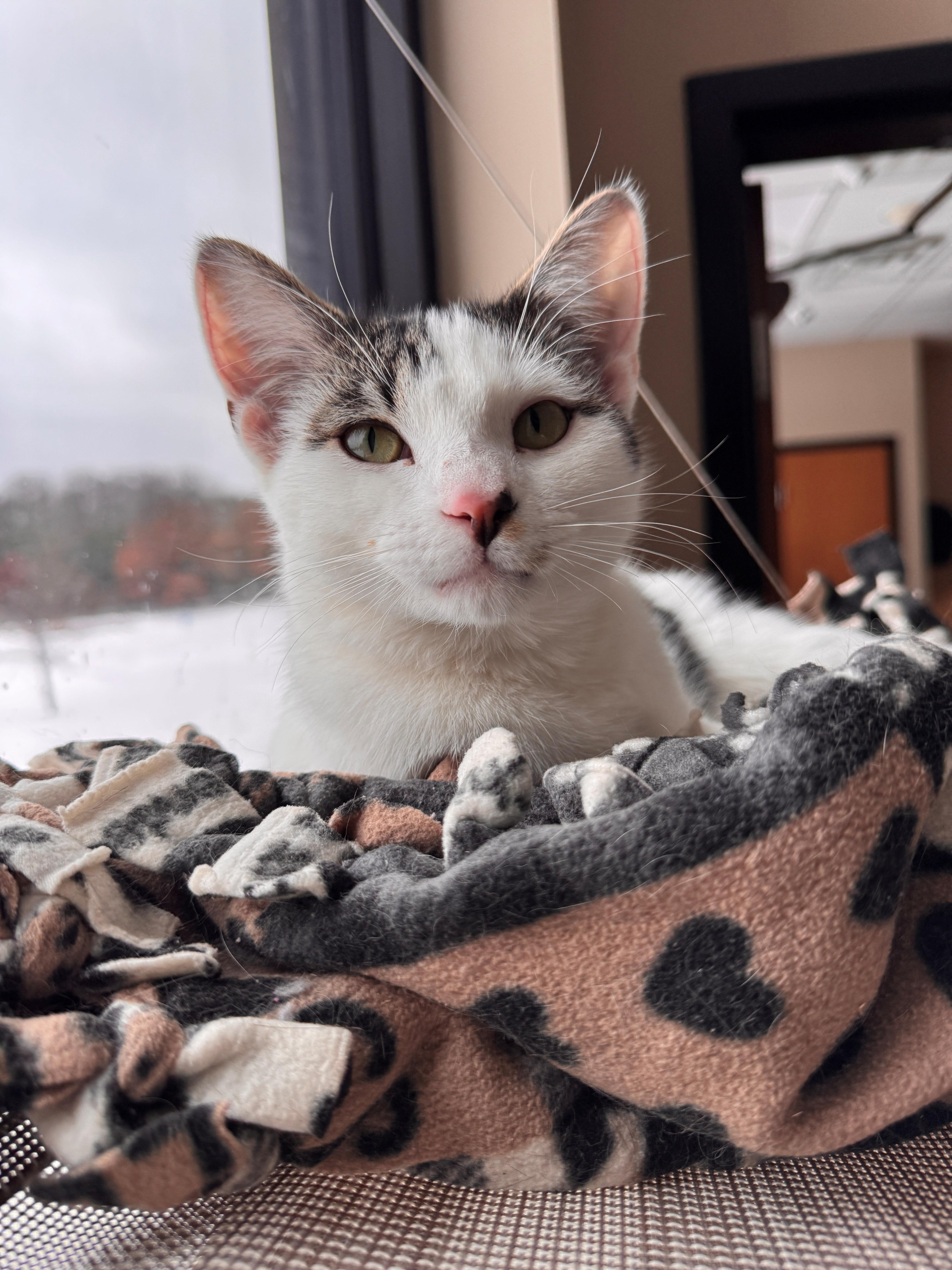 Enlarge Chickadee, a Adoptable Domestic Short Hair in Hackensack, MN image 1/3