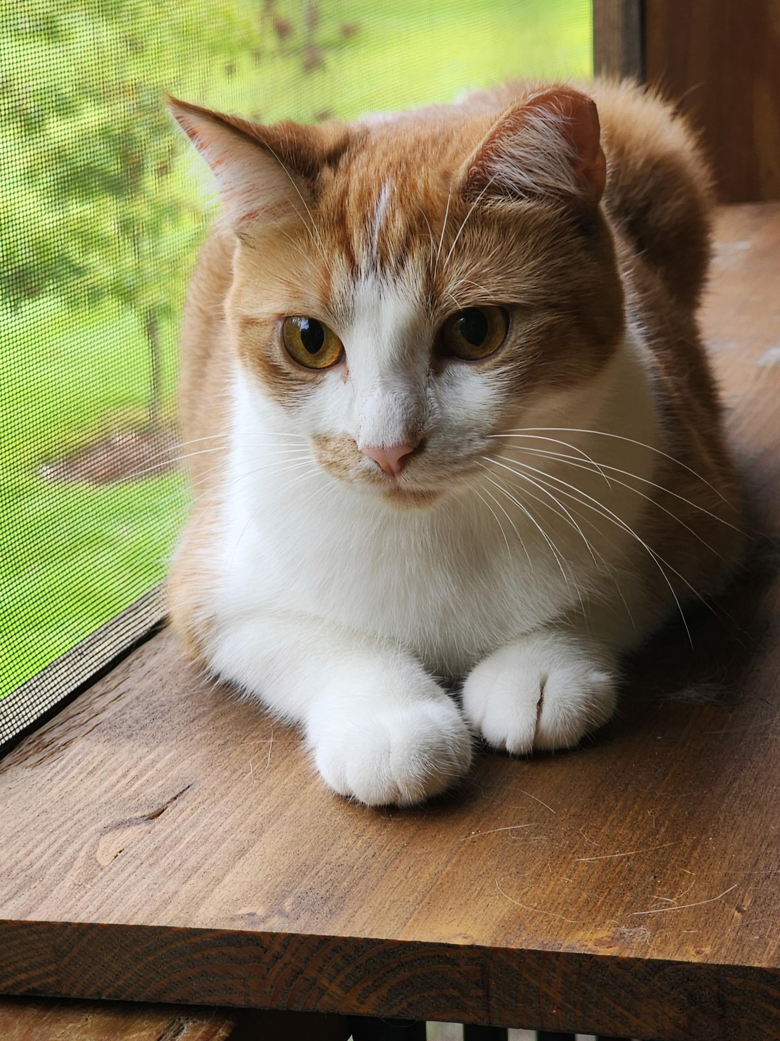 Enlarge Cheddar & Gouda, a Adoptable Domestic Short Hair in LITTLE MOUNTAIN, SC image 2/6