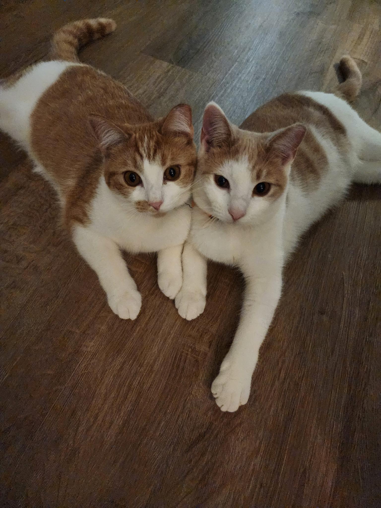 Cheddar & Gouda