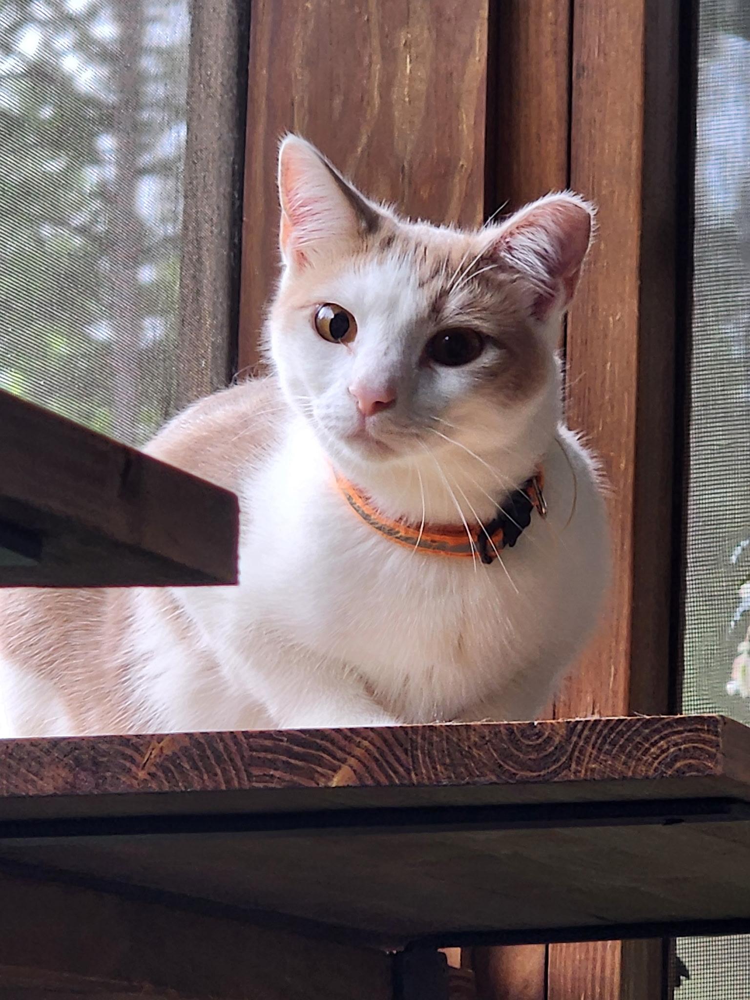 Enlarge Cheddar & Gouda, a Adoptable Domestic Short Hair in LITTLE MOUNTAIN, SC image 3/6