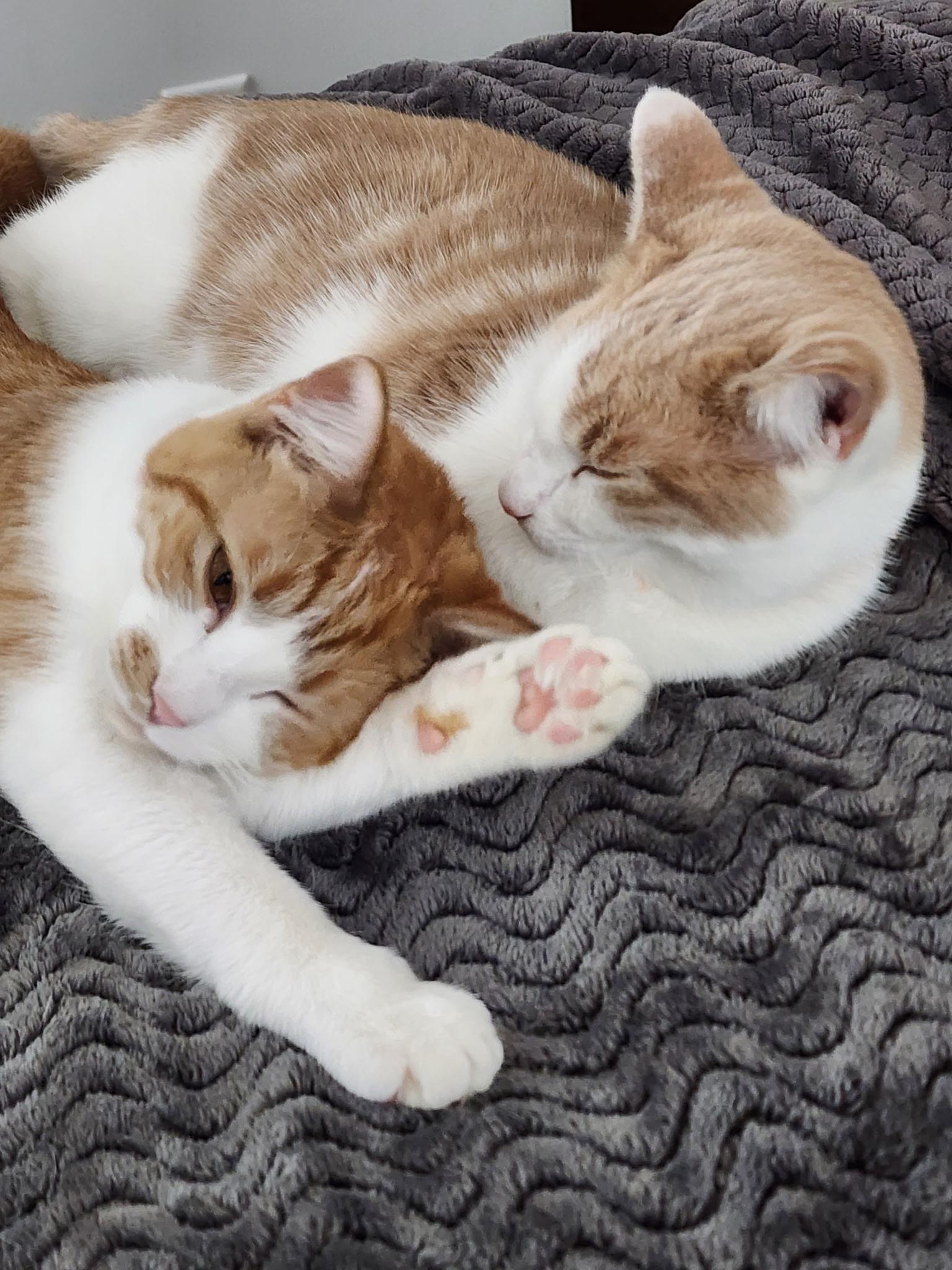 Enlarge Cheddar & Gouda, a Adoptable Domestic Short Hair in LITTLE MOUNTAIN, SC image 1/6