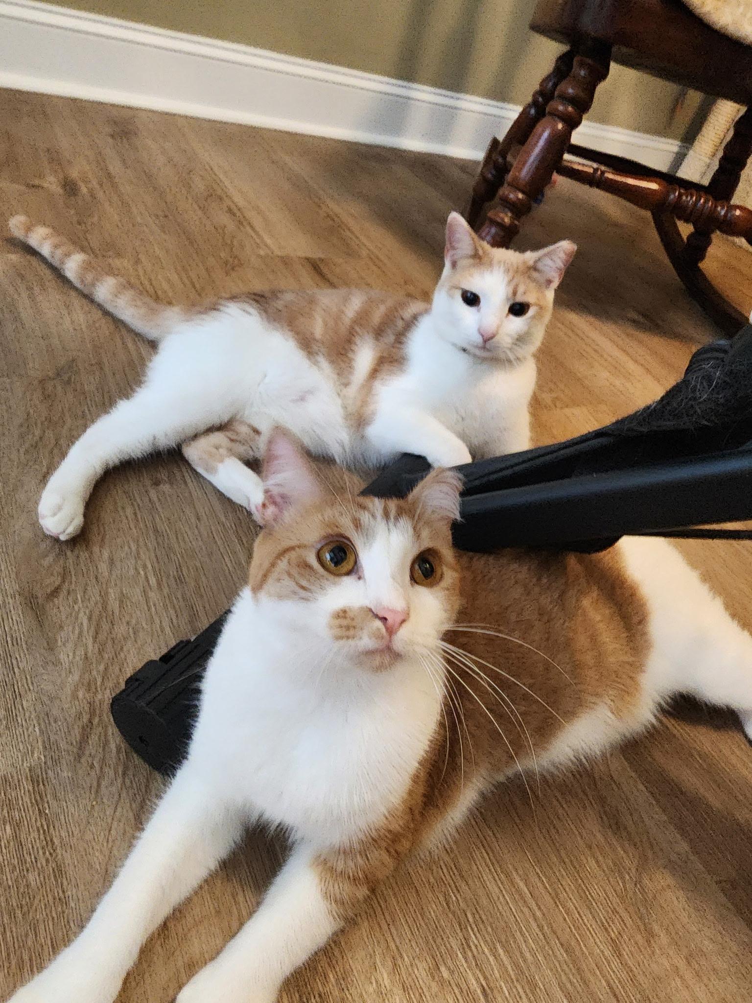 Enlarge Cheddar & Gouda, a Adoptable Domestic Short Hair in LITTLE MOUNTAIN, SC image 5/6