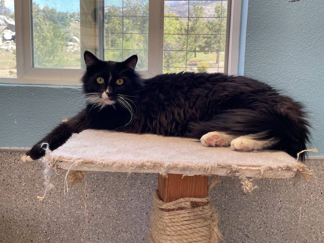Jaden, Adoptable, Adult Male Domestic Long Hair & Tuxedo.