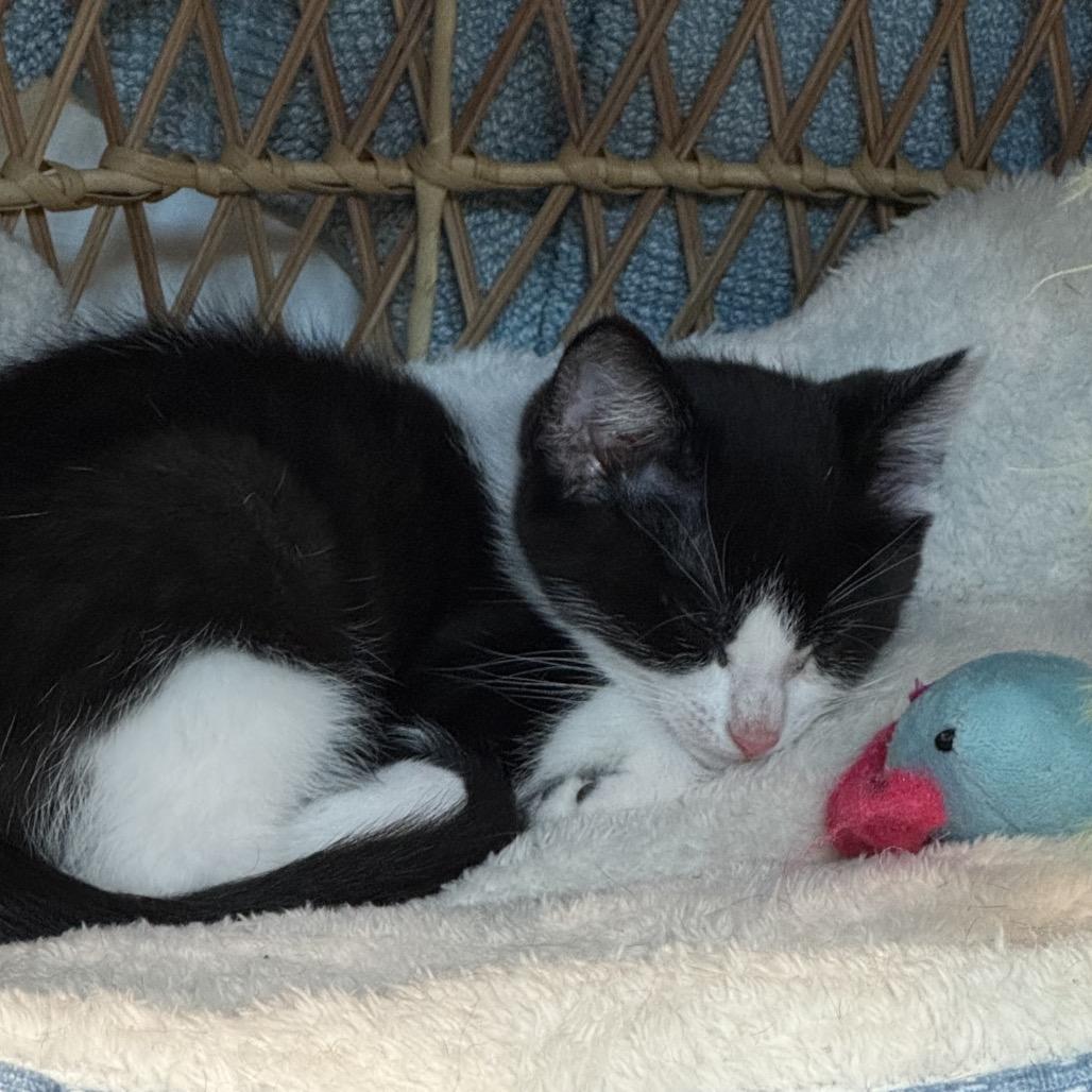 Benny, Adoptable, Kitten Male American Shorthair.