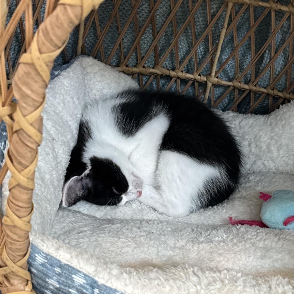 Enlarge Benny, a Adoptable American Shorthair in SANTA ROSA BEACH, FL image 2/2