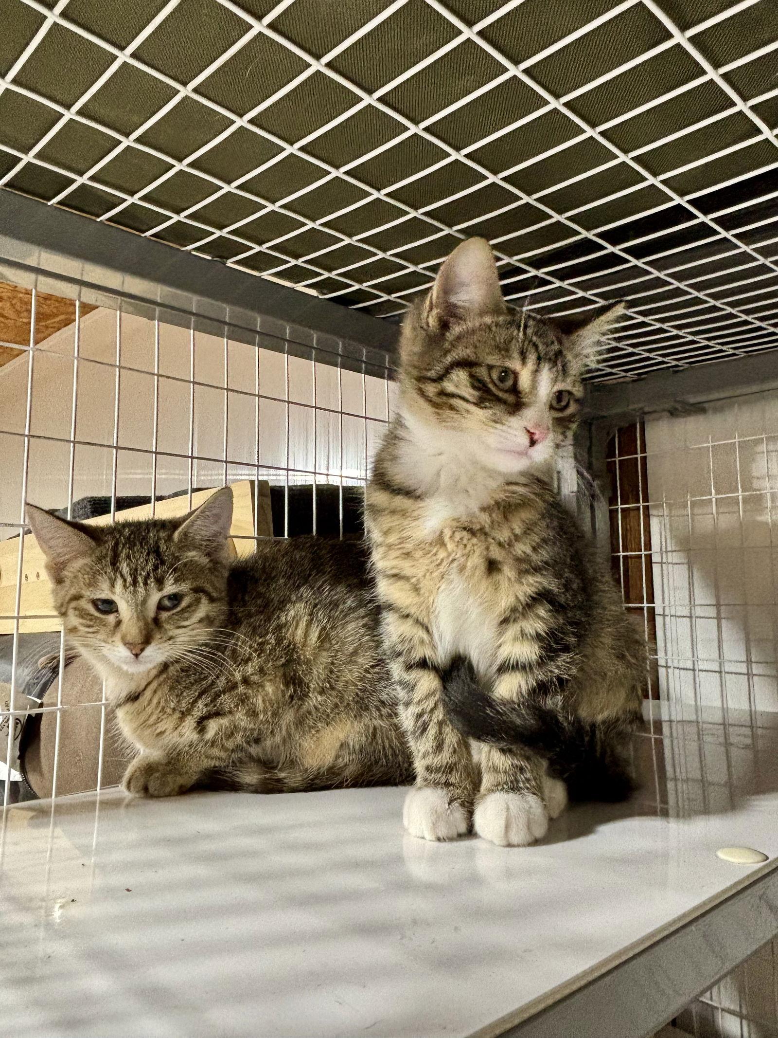 Enlarge Maple- The Autumn Litter, a Adopted mixed breed in Mattoon, IL image 2/3