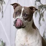 Donna 60269008, ADOPTABLE, Adult Female Pit Bull Terrier.