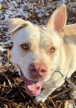 Cy, a Adopted mixed breed in Auburn, WA image 1/4