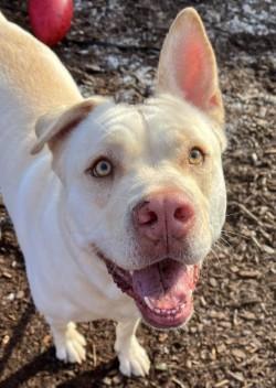 Cy, a Adopted mixed breed in Auburn, WA image 2/4