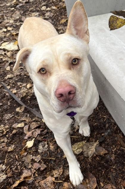Cy, a Adopted mixed breed in Auburn, WA image 3/4