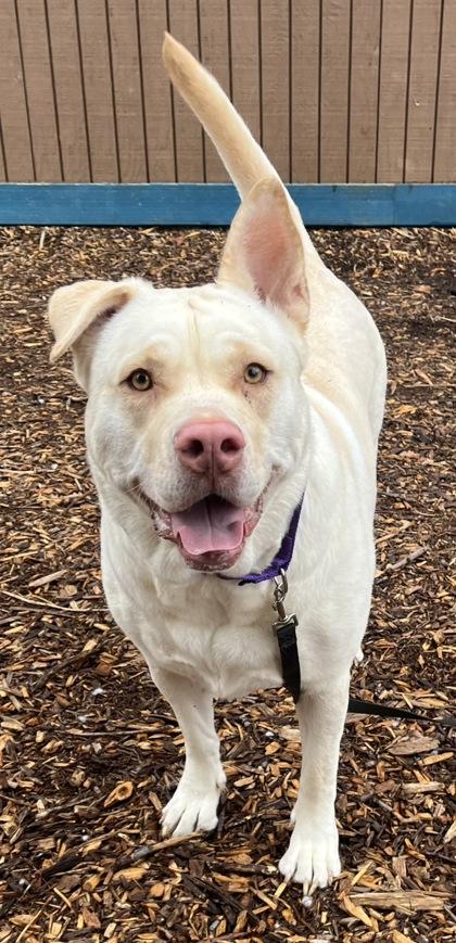 Cy, Adopted, Young Female Yellow Labrador Retriever.