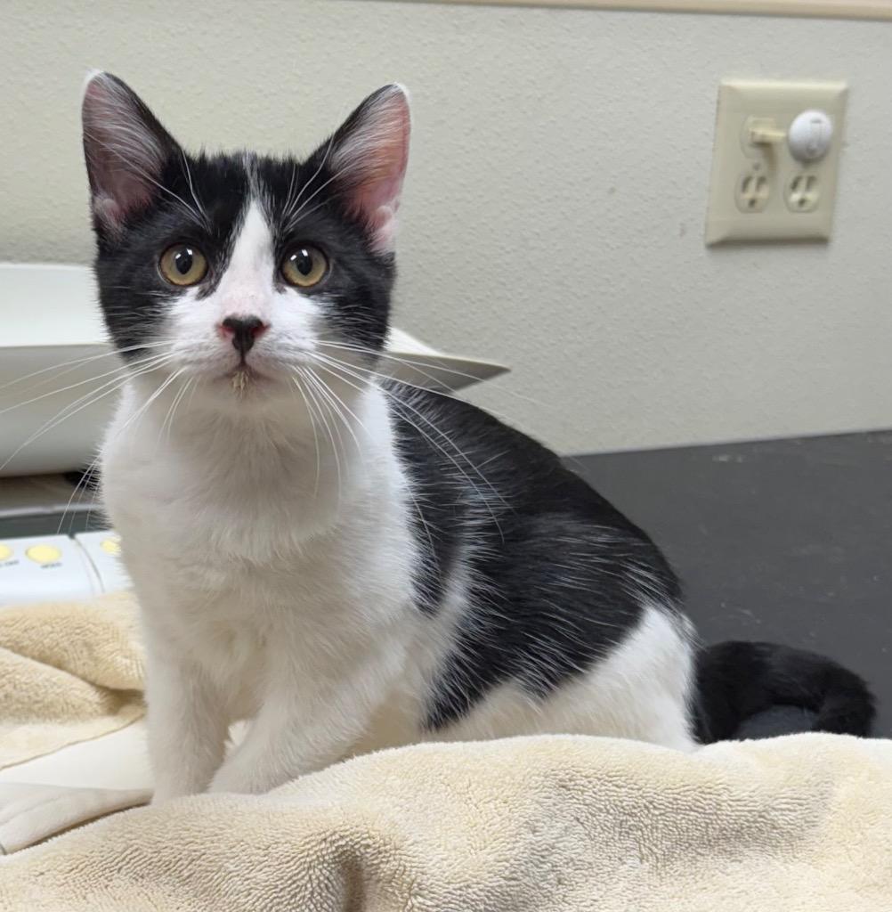 Enlarge LS, a Adoptable mixed breed in Great Bend, KS image 1/1