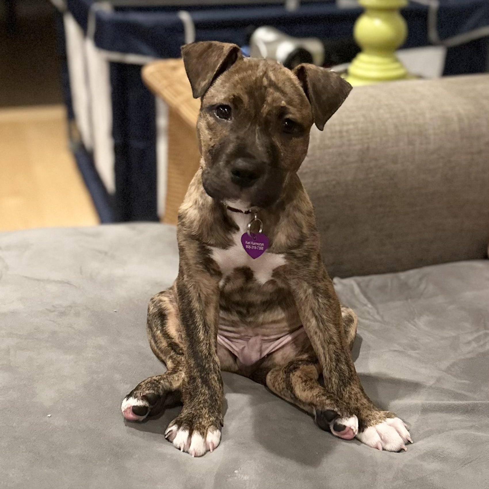 Enlarge Rickie, an adopted mixed breed in Bedminster, NJ image 3/5