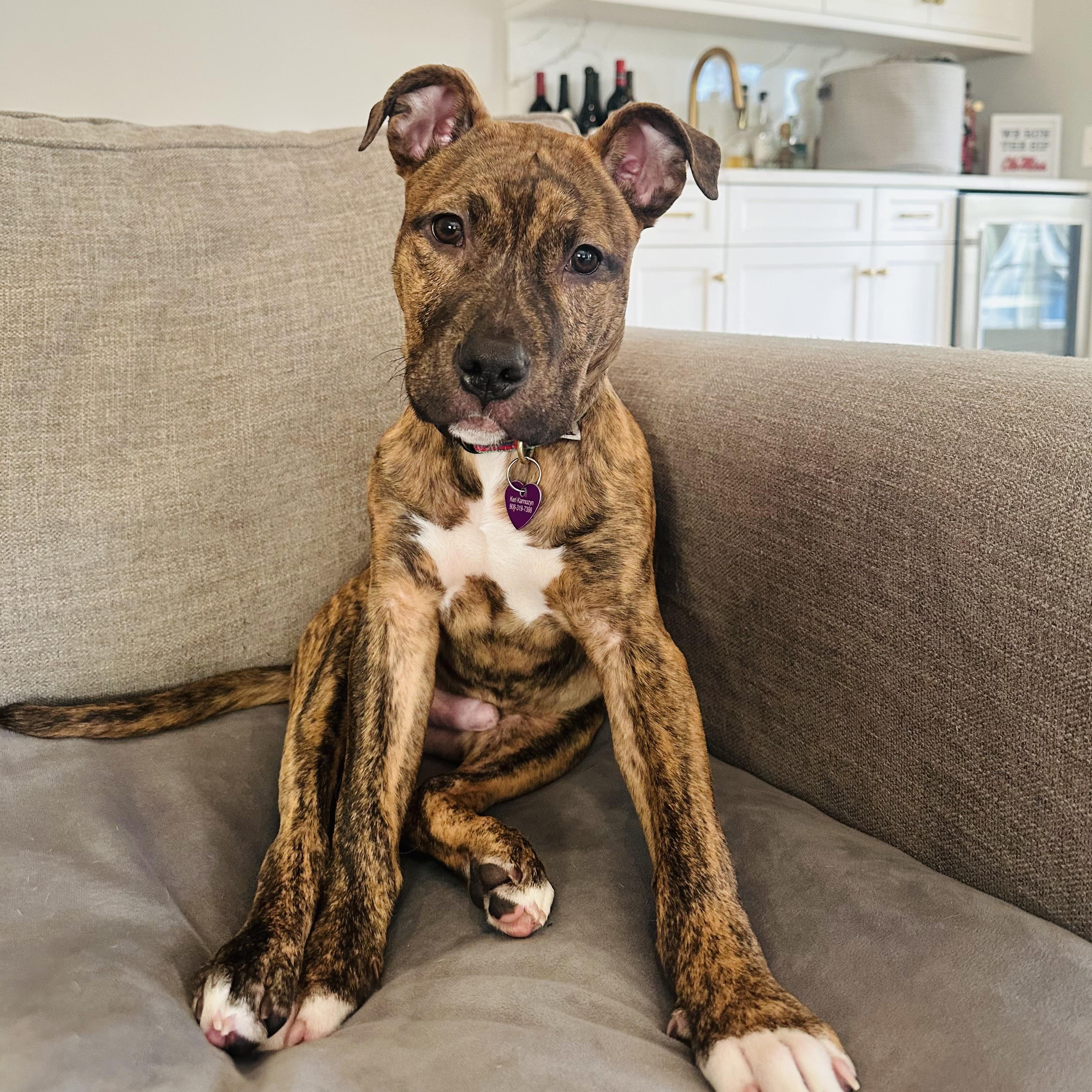 Enlarge Rickie, an adopted mixed breed in Bedminster, NJ image 1/5