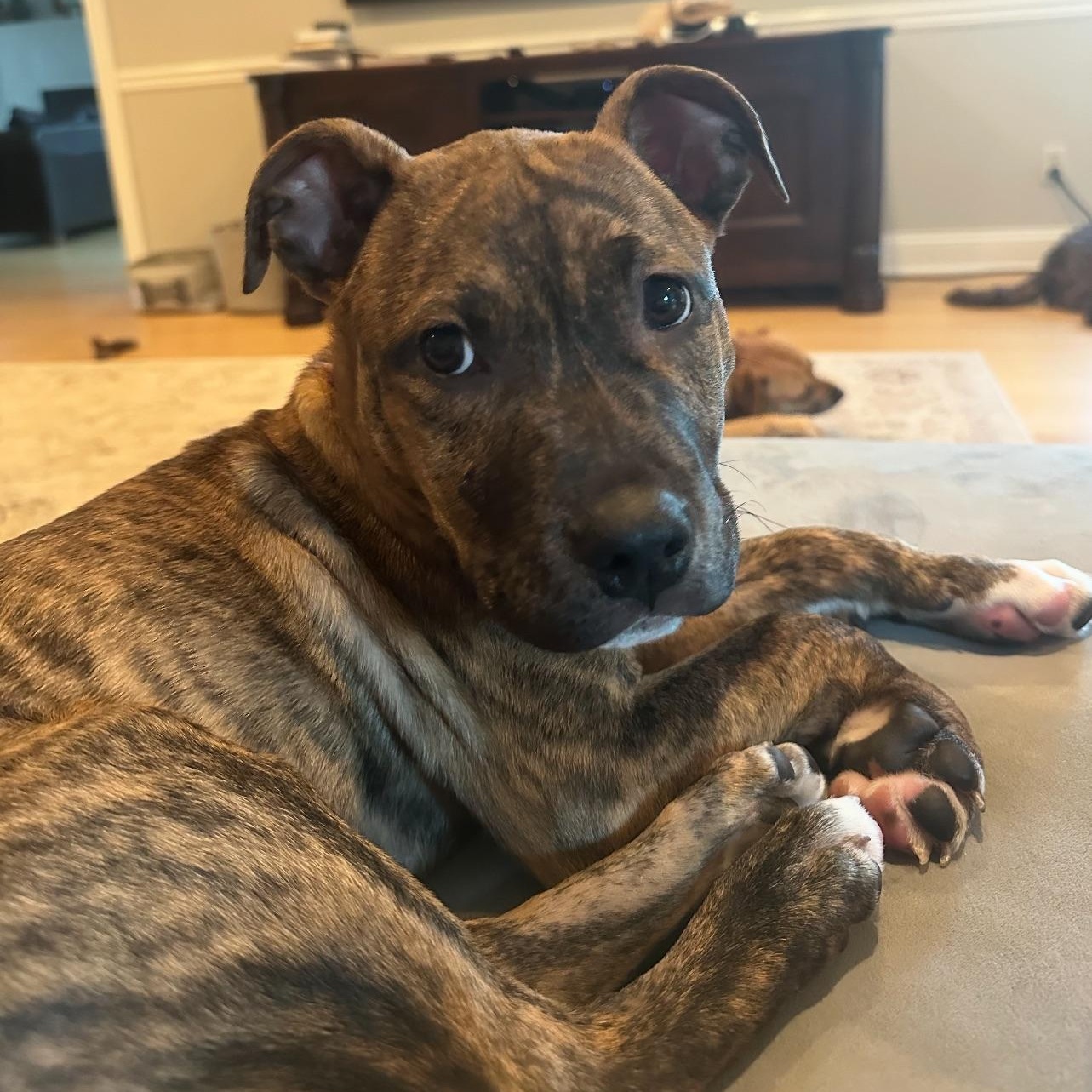 Enlarge Rickie, an adopted mixed breed in Bedminster, NJ image 5/5