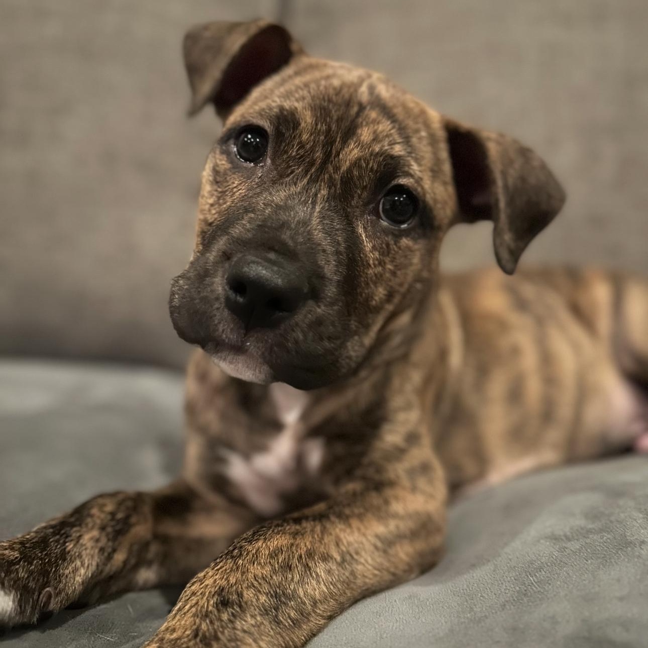 Rickie, adopted, Puppy Male American Staffordshire Terrier.