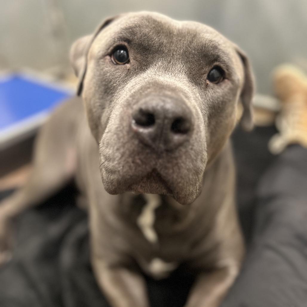 GUNNER HAS ARRIVED!, adopted, Adult Male Pit Bull Terrier.