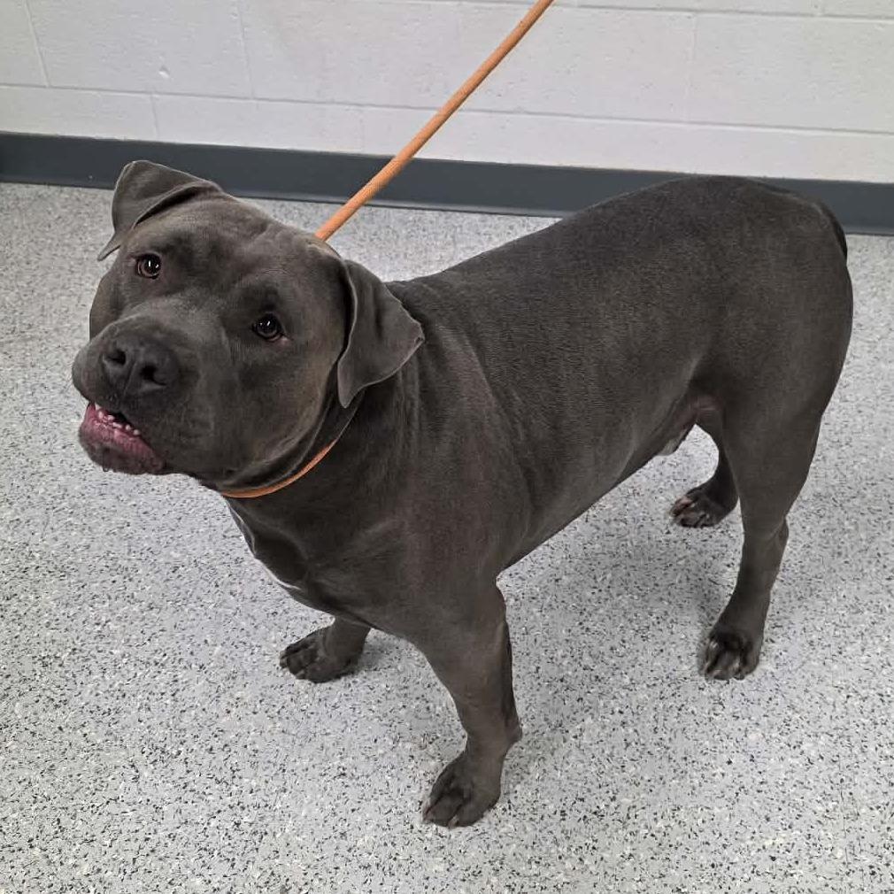 GUNNER HAS ARRIVED!, an adopted Pit Bull Terrier in Eagle, ID image 2/2