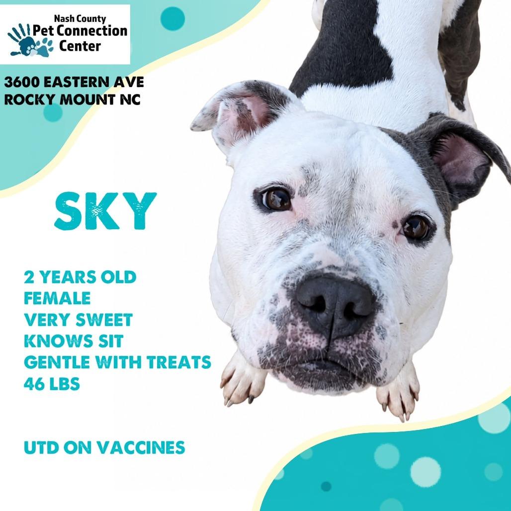 Enlarge SKY  RESCUED!, a Adoptable Mixed Breed in Nashville, NC image 1/2