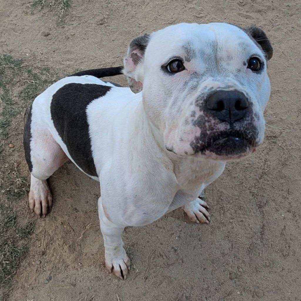 Enlarge SKY  RESCUED!, a Adoptable Mixed Breed in Nashville, NC image 2/2