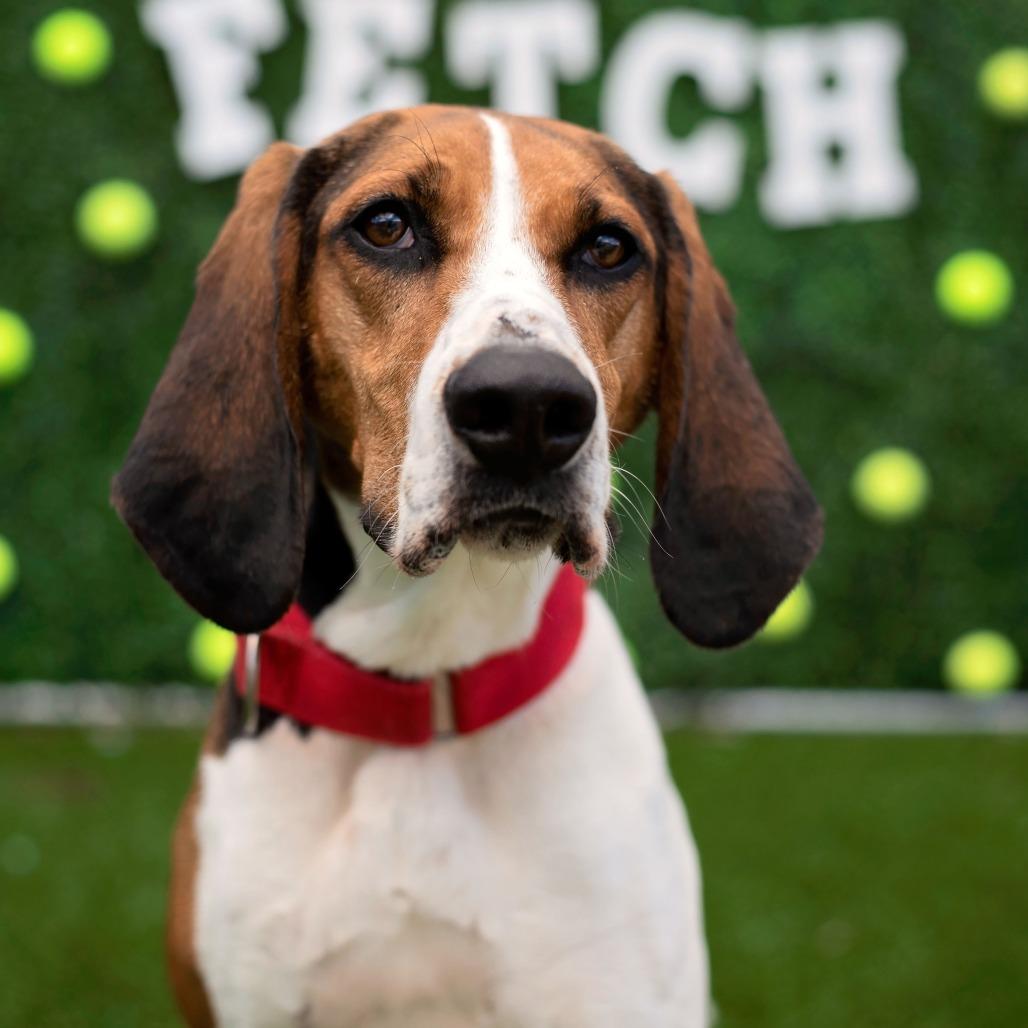 Juniper, Adoptable, Adult Female Treeing Walker Coonhound.