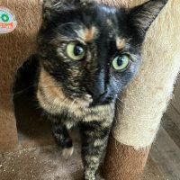 Enlarge MS LITTLE FOOT, a Adoptable Tortoiseshell in Henderson, NV image 1/1