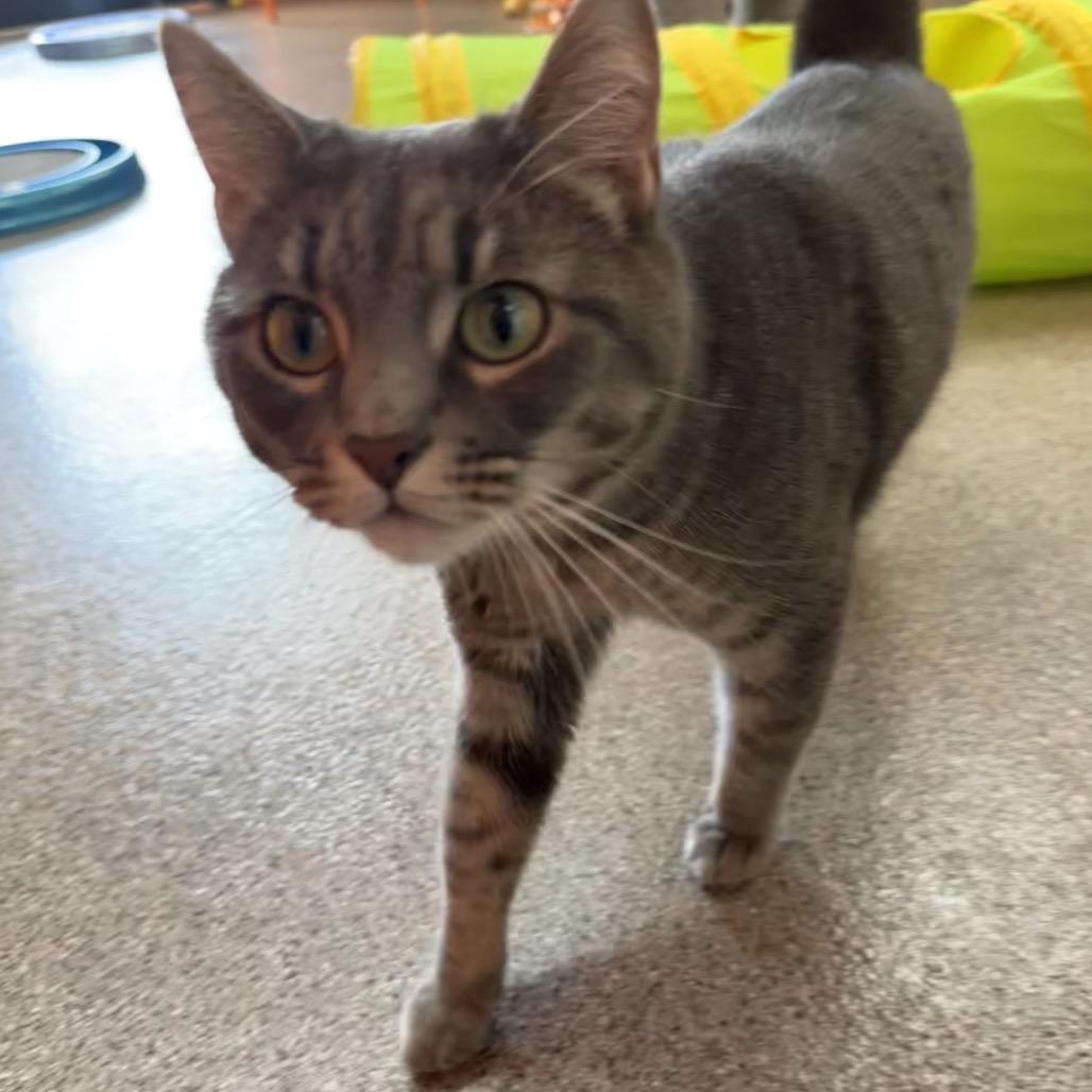 Willow, Adoptable, Adult Female Domestic Short Hair.