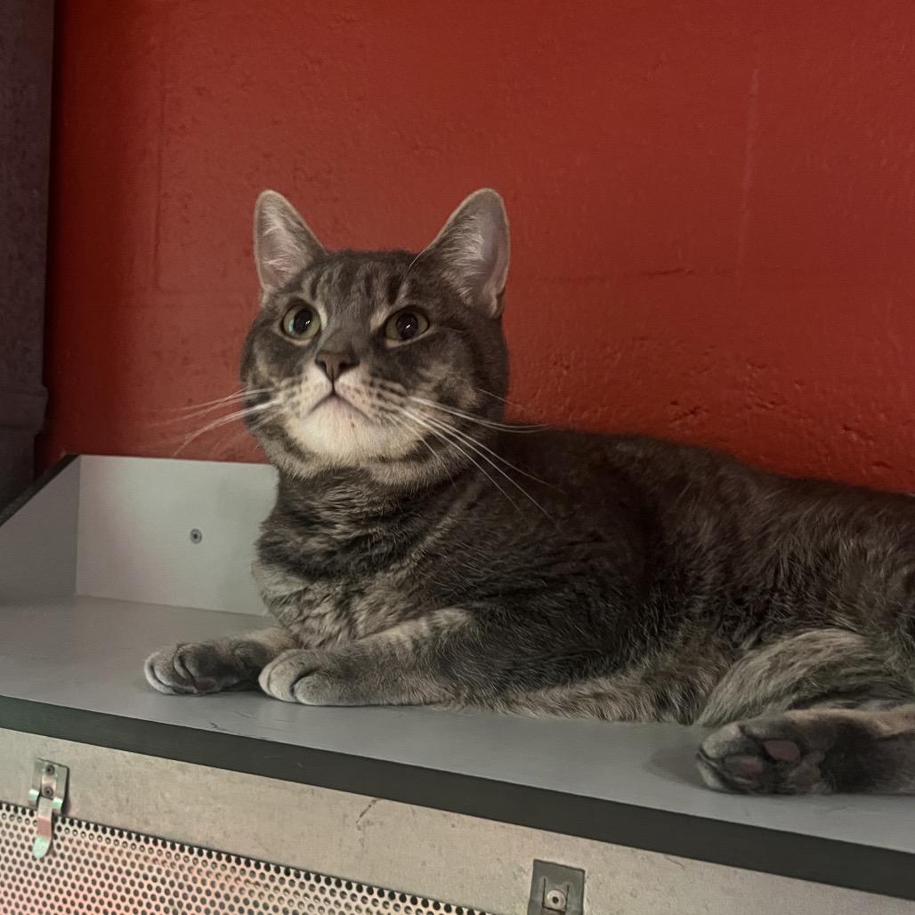 Enlarge Willow, a Adoptable Domestic Short Hair in Sarasota, FL image 2/3