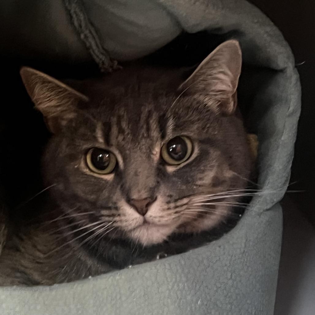 Enlarge Willow, a Adoptable Domestic Short Hair in Sarasota, FL image 3/3