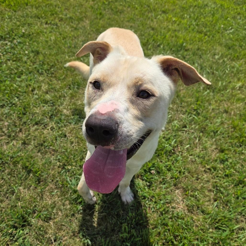 Dan, Adoptable, Adult Male Yellow Labrador Retriever & Mixed Breed.