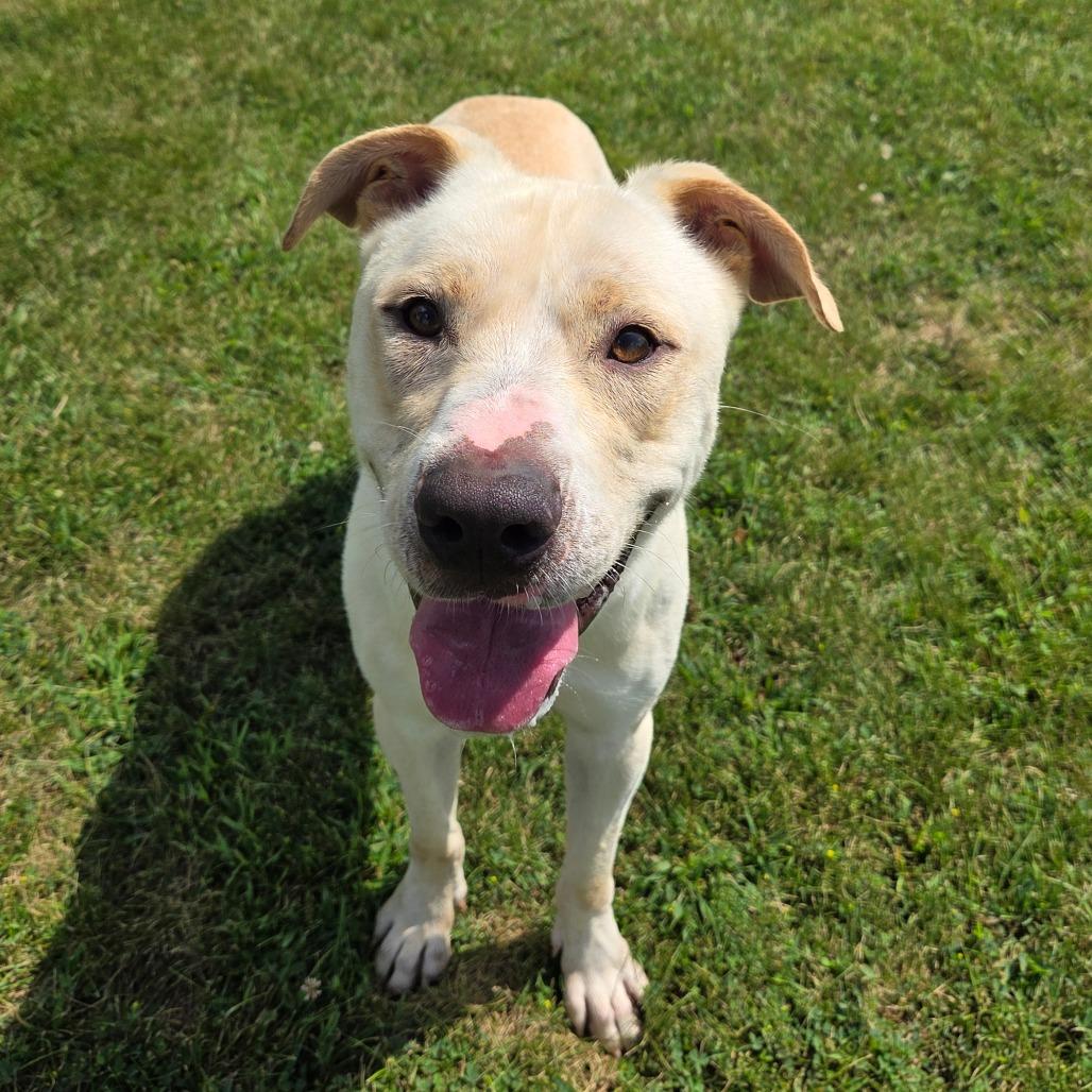 Enlarge Dan, a Adoptable mixed breed in Pontiac, IL image 2/6