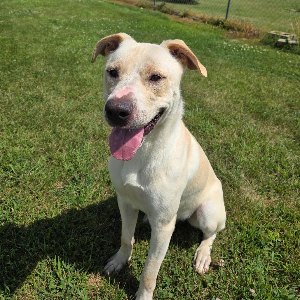 Enlarge Dan, a Adoptable mixed breed in Pontiac, IL image 3/6