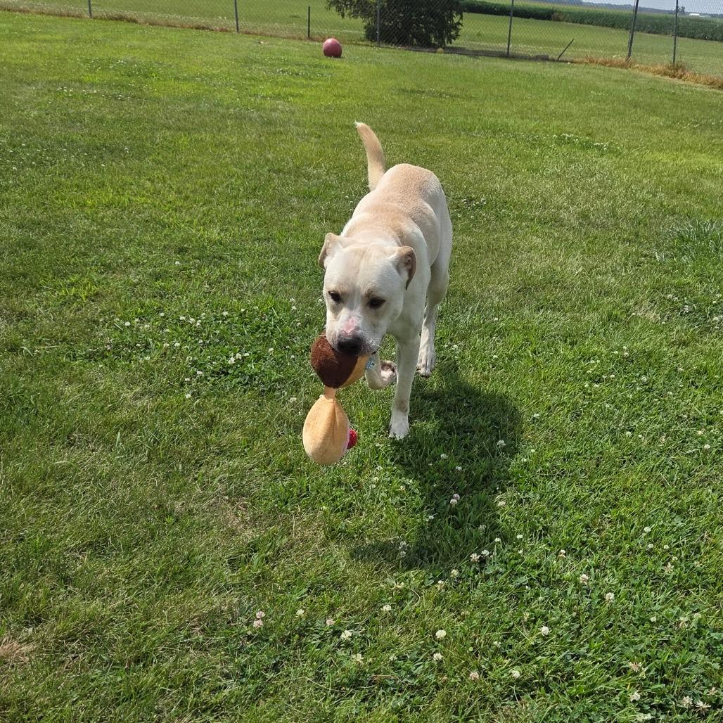 Enlarge Dan, a Adoptable mixed breed in Pontiac, IL image 4/6