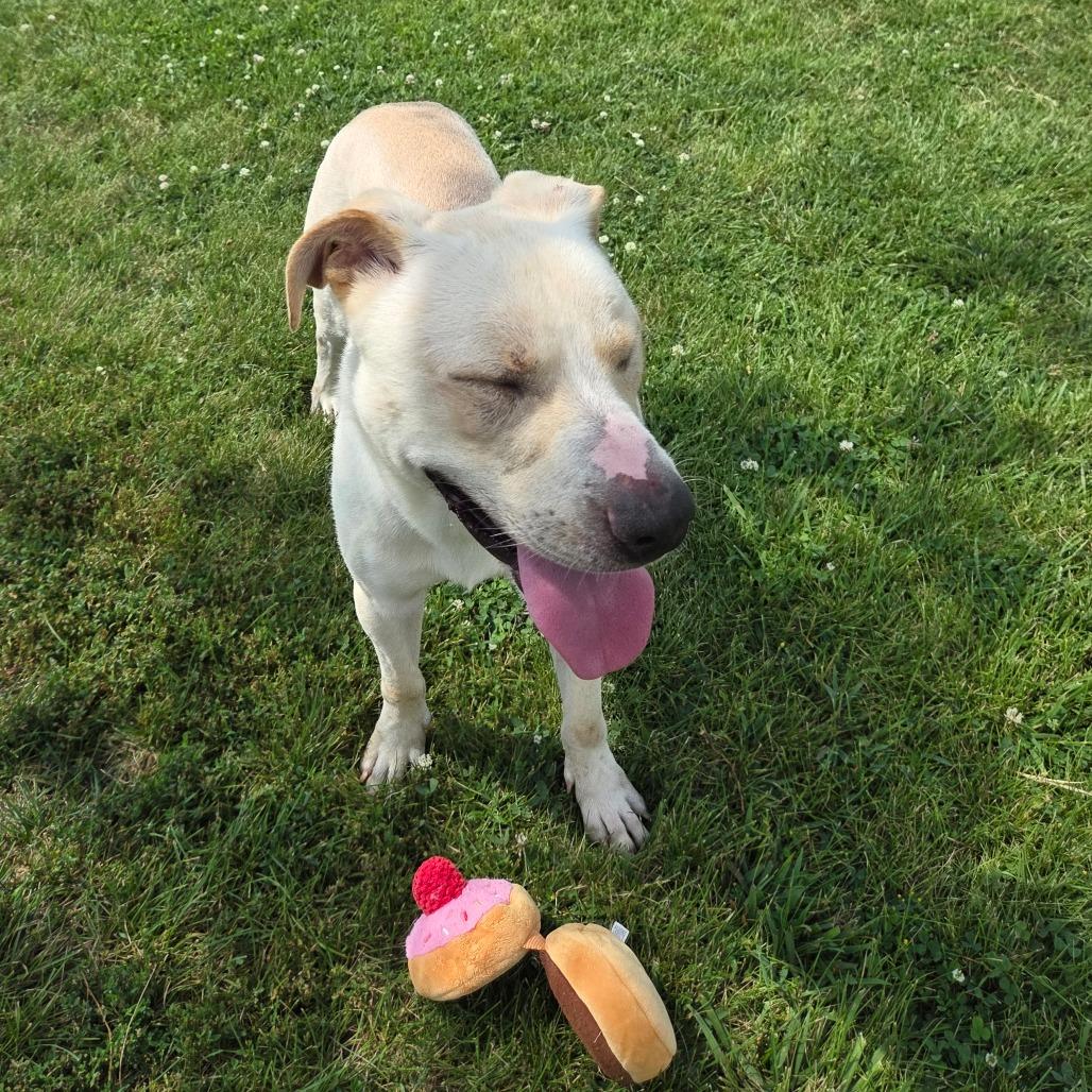 Enlarge Dan, a Adoptable mixed breed in Pontiac, IL image 5/6