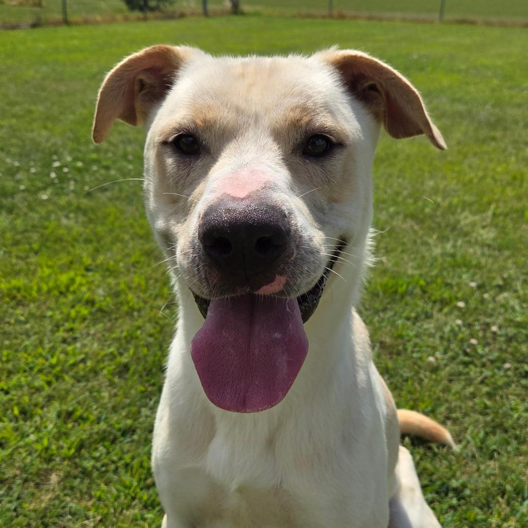 Enlarge Dan, a Adoptable mixed breed in Pontiac, IL image 6/6