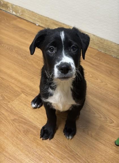 Enlarge Cartman 50996, a ADOPTABLE Mixed Breed in Oklahoma City, OK image 1/1