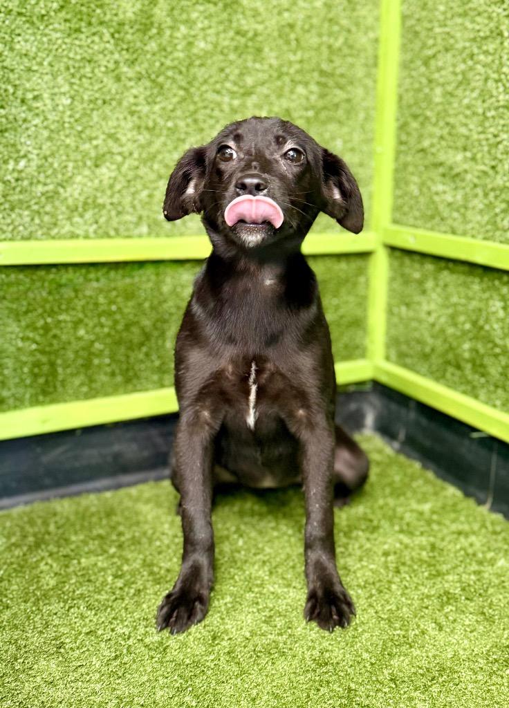 Enlarge Magic, a Adoptable mixed breed in Hopkinsville, KY image 1/4