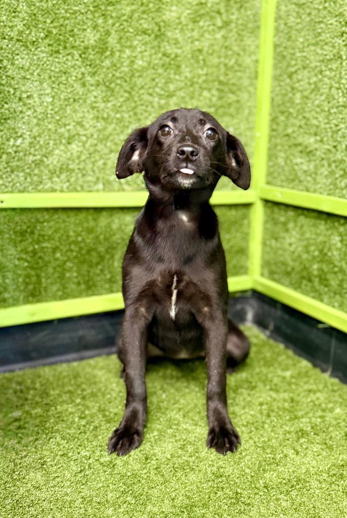 Enlarge Magic, a Adoptable mixed breed in Hopkinsville, KY image 2/4