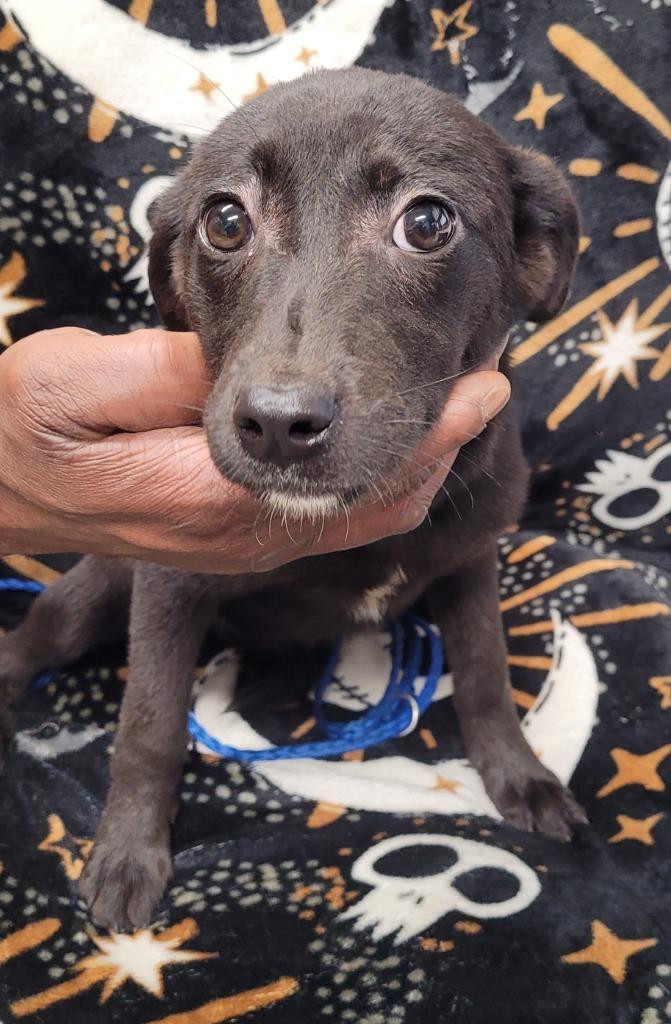 Enlarge Magic, a Adoptable mixed breed in Hopkinsville, KY image 3/4