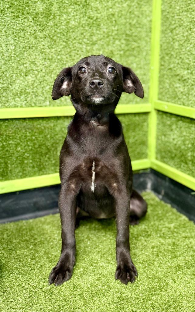 Enlarge Magic, a Adoptable mixed breed in Hopkinsville, KY image 4/4